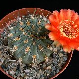 Acanthocalycium munitum (may have red or yellow fl.)
