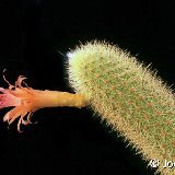 Borzicactus aureispinus JL