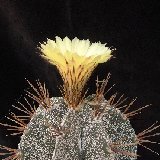 Astrophytum ornatum (Mexico)