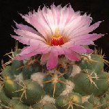 Coryphantha