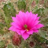 Echinocereus (excl. Morangaya, incl. Wilcoxia)