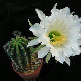 Echinopsis s.s