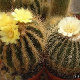 Eriocephala (ex Parodia-Notocactus-Eriocactus)