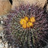 Ferocactus