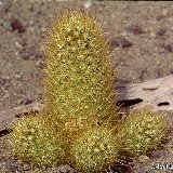 Mammillaria elongata v. stella-aurata