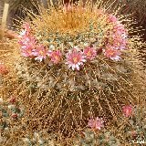 Mammillaria pettersonii (ex apozolensis saltensis) JLcoll. (motherplant rooted cuttings)