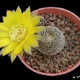 Reicheocactus