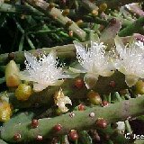 Rhipsalis s.s