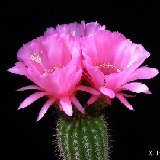 Trichocereus