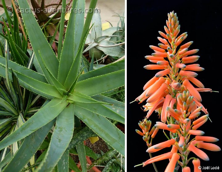 Aloe bulbillifera v. paulianae ©JLcoll.4534