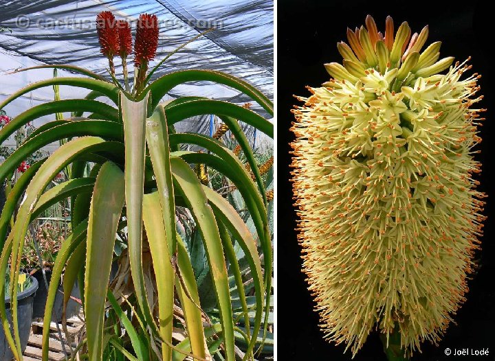 Aloe helenae Madagascar ©JLcoll.299