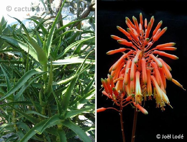 Aloe kedongensis Kenya ©JLcoll.239
