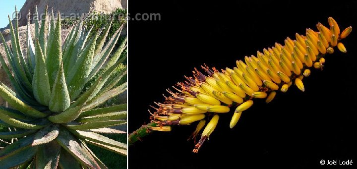 Aloe marlothii, Botswana ©JLcoll.318