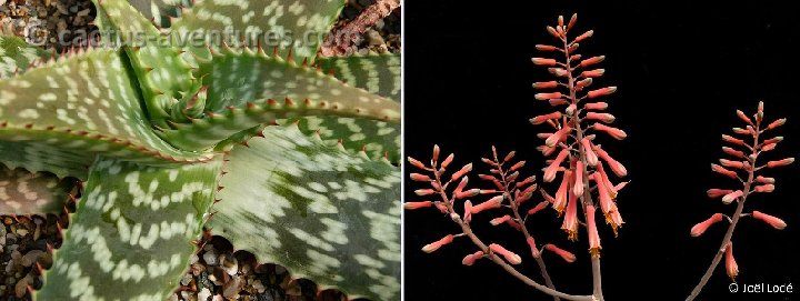 Aloe rubrodonta cf. ©JL P1070027
