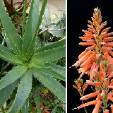 Aloe bulbillifera v. paulianae (Madagascar) JLcoll.