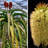 Aloe helenae JLcoll. large plants (3 different sizes)   ÉPUISÉ - OUT of STOCK - AGOTADO