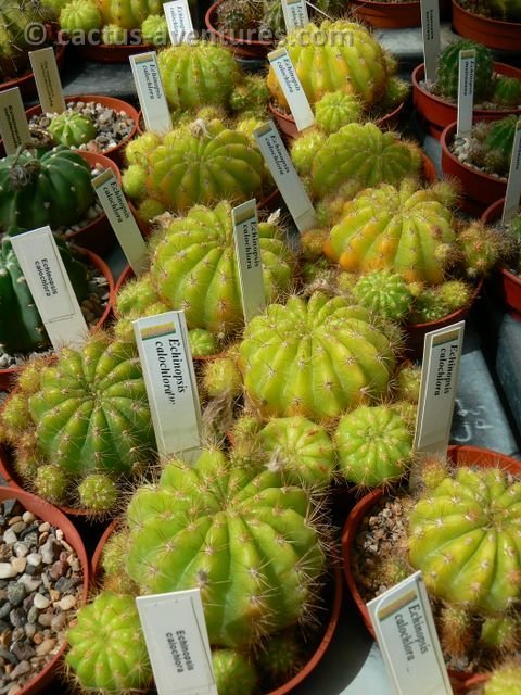 echinopsis calochlora p1210855