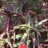 Aloe cameronii also by 12 cm Ø / 25 cm H