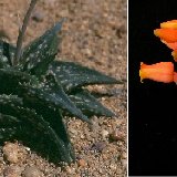 Aloe descoingsii (Madagascar) available 8.5cm and 10.5cm Ø