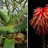 Aloe excelsa (Zimbabwe) available 8.5cm, 10.5cm and 12-15cm Ø