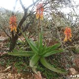 Aloe haggeherensis (Haggeher Mts, Socotra) RARELY PROPOSED  available 8.5cm, 10.5cm