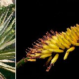 Aloe marlothii (Botswana) available 10.5cm and 12cm Ø.