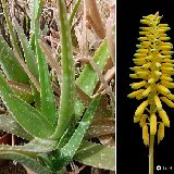 Aloe officinalis (Saudi Arabia) sometimes confused with vera although much rarer