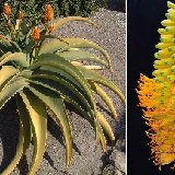 Aloe thraskii ©JLcoll.377