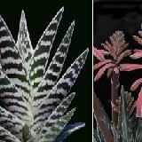 Aloe variegata (South Africa) available 8.5cm and 10.5cm Ø