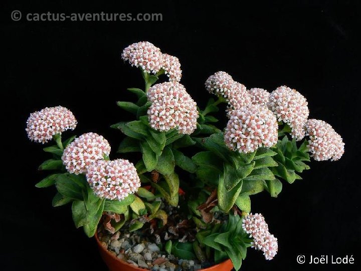 Crassula 'Silver Springtime' P1240185