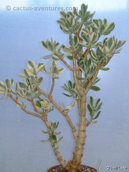 Crassula argentea variegata DSCF1183