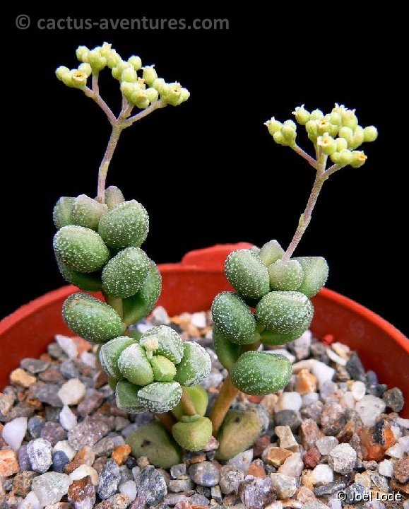 Crassula elegans P1220037