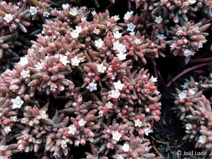Crassula humbertii 20211123 135305