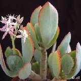 Crassula 'Blue Hale' Dscf0421.jpg