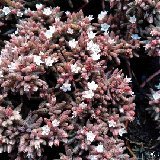 Crassula humbertii 20211123_135305.jpg