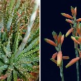 Aloe humilis (RSA)