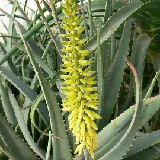 Aloe vera (probably Sultanate of Oman)