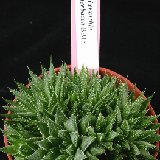 Haworthia herbacea (RSA)