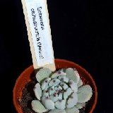 Echeveria chihuahensis DSC_6715.JPG