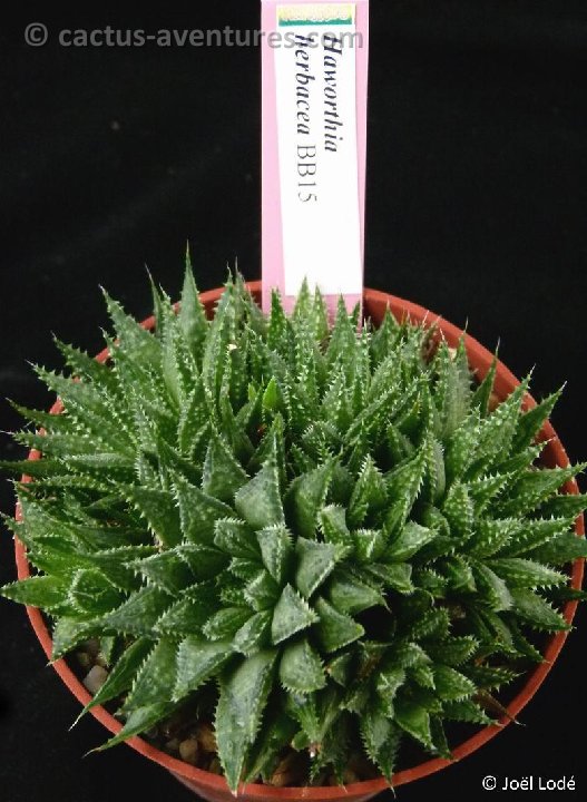 Haworthia herbacea P1050260