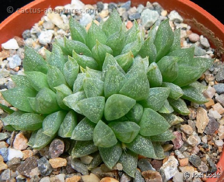 Haworthia turgida v. pallidifolia P1260141