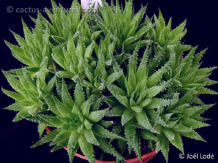 Haworthia variegata P1050271