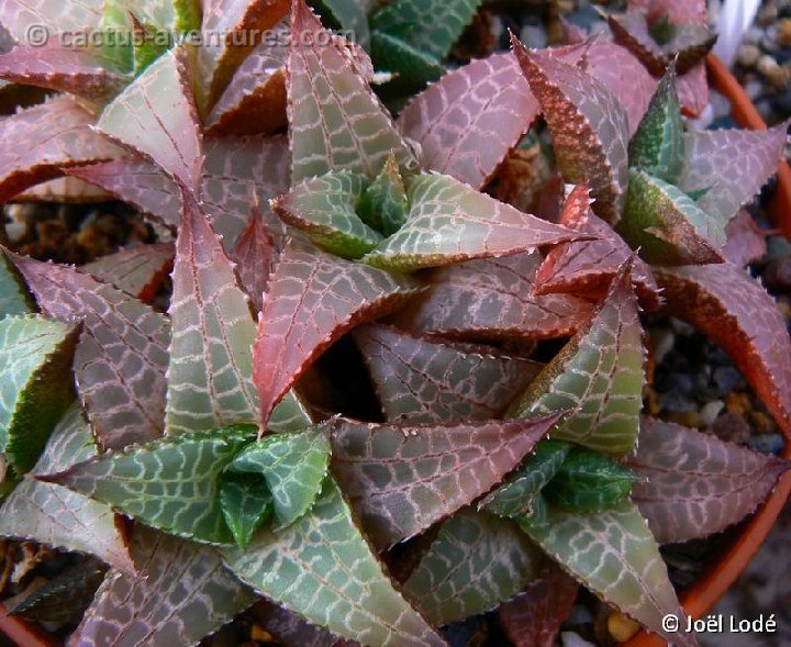 Haworthia venosa ssp. tessellata v. parva ©JLcoll.2181