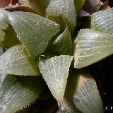 Haworthia magnifica (Riversdale, South Africa)