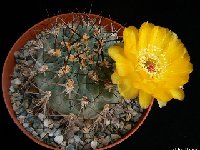 Acanthocalycium munitum (yellow fl.) P1260383 Acanthocalycium munitum (yellow fl.) WR772 Jujuy-Salta-Catamarca, Argentina †