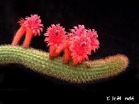 Borzicactus samaipatanus JLcoll.544  Borzicactus samaipatanus PR (Samaipata, Bolivia)