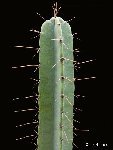 Cereus validus ©JLcoll.619 Cereus validus PG (Argentina)