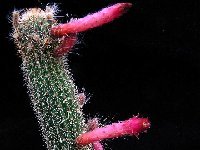 Cleistocactus candelilla ssp piraymiriensis P1330481 Cleistocactus candelilla ssp piraymiriensis Fred Carlier ex PR