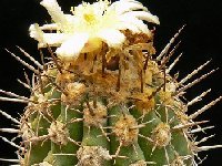 Copiapoa coquimbana ©JLcoll743 Copiapoa coquimbana FA