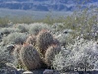 Echinocactus polycephalus Death Valley Cal ©JL Echinocactus polycephalus Death Valley, Cal., USA JL